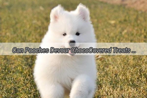 Can Pooches Devour ChocoCovered Treats Unveiling the Truth Behind Doggy Chocolate Chip Cookies